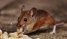 24 Hour & Emergency Exterminators in Marysville, PA